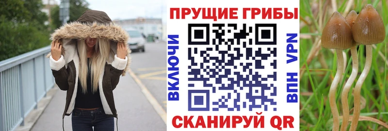 Псилоцибиновые грибы Magic Shrooms  маркетплейс какой сайт  Заречный  даркнет сайт 